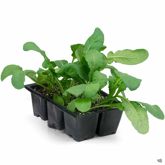 1656-arugula-2.webp Arugula