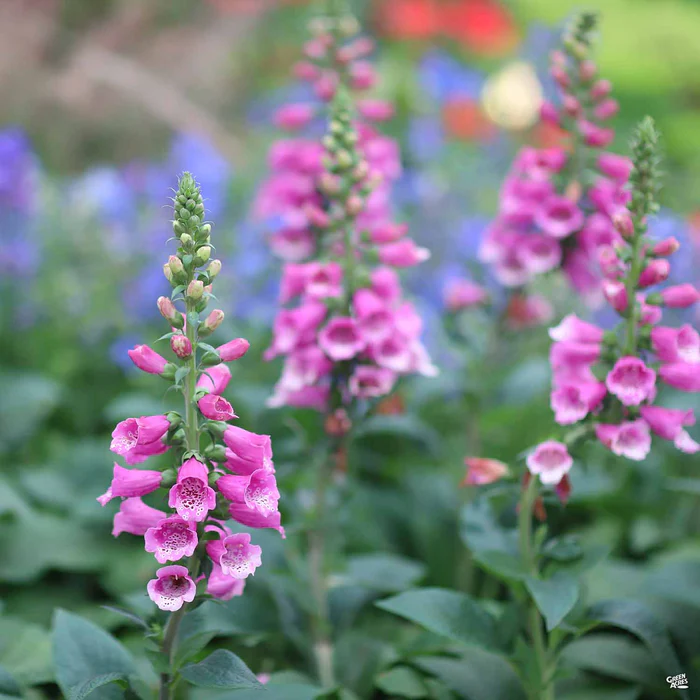 1664-foxglove-1.webp Foxglove