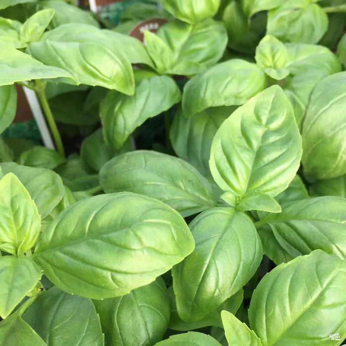 Basil 'Sweet'/'Genovese'