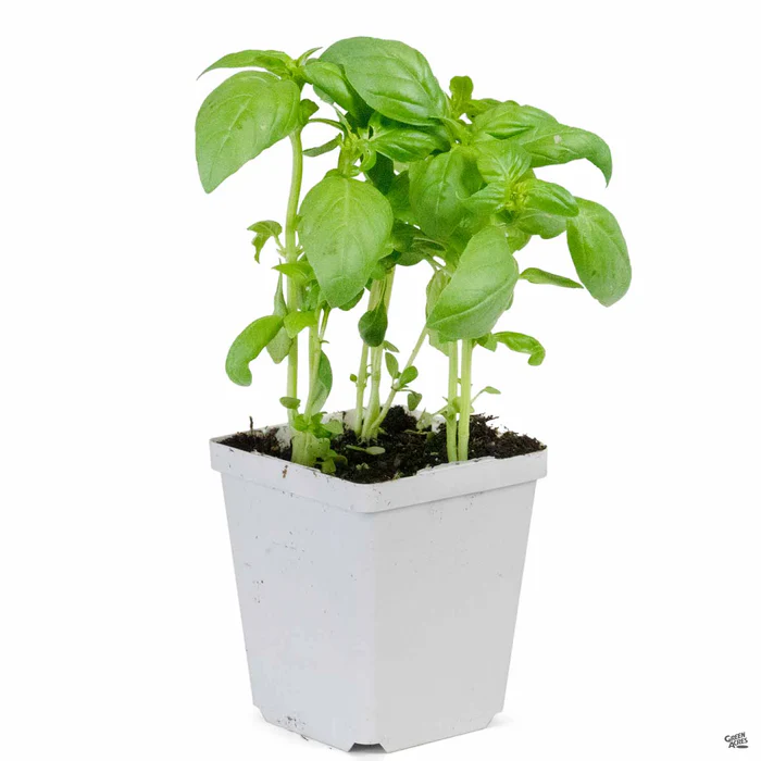 Basil 'Sweet'/'Genovese'