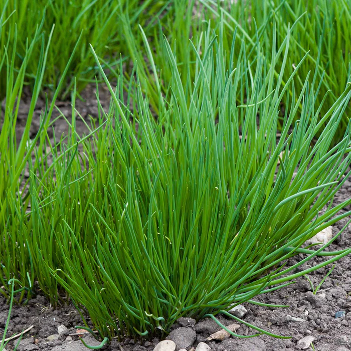 1675-chives-1.webp Chives