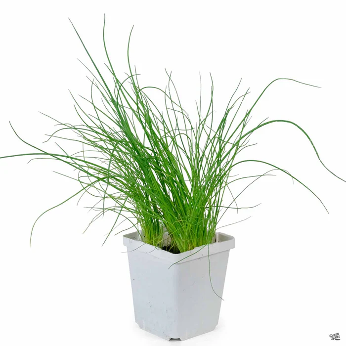 1675-chives-2.webp Chives