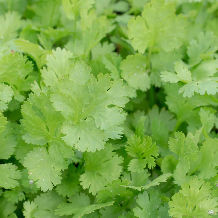1678-cilantro-coriander-1.webp Cilantro/Coriander