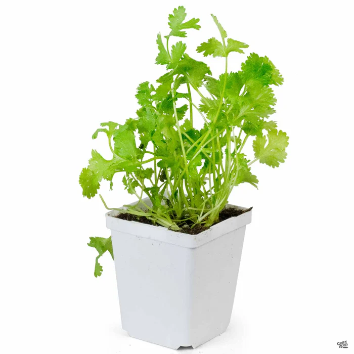 1678-cilantro-coriander-2.webp Cilantro/Coriander