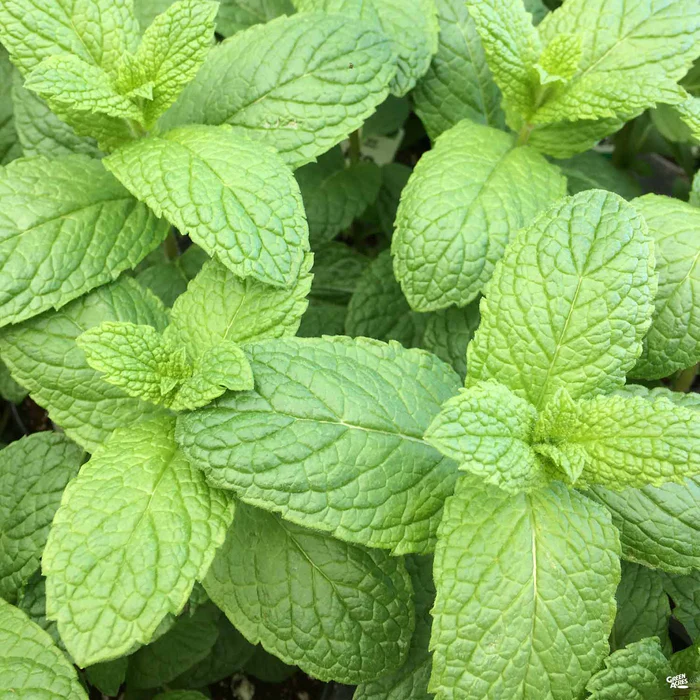Mint 'Spearmint'