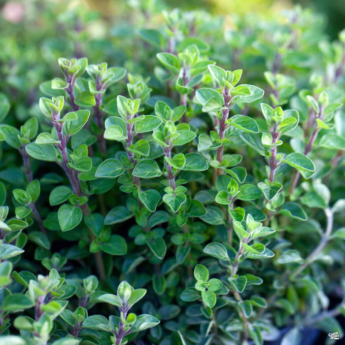 Oregano 'Italian'