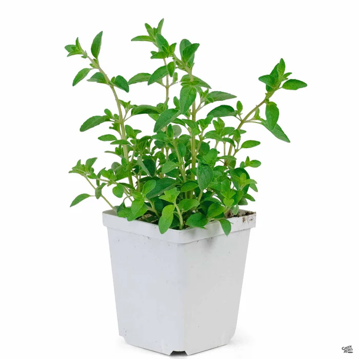 Oregano 'Italian'