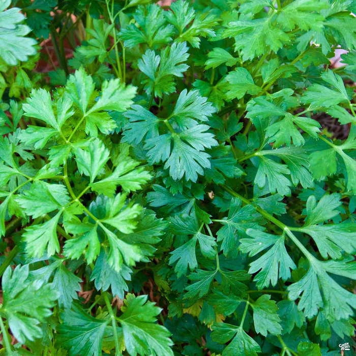 Parsley 'Flat Leaf'