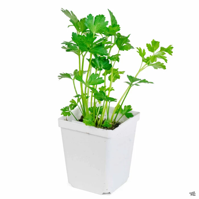 Parsley 'Flat Leaf'