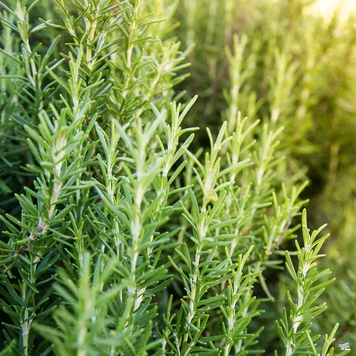 1690-rosemary-upright-1.webp Rosemary Upright