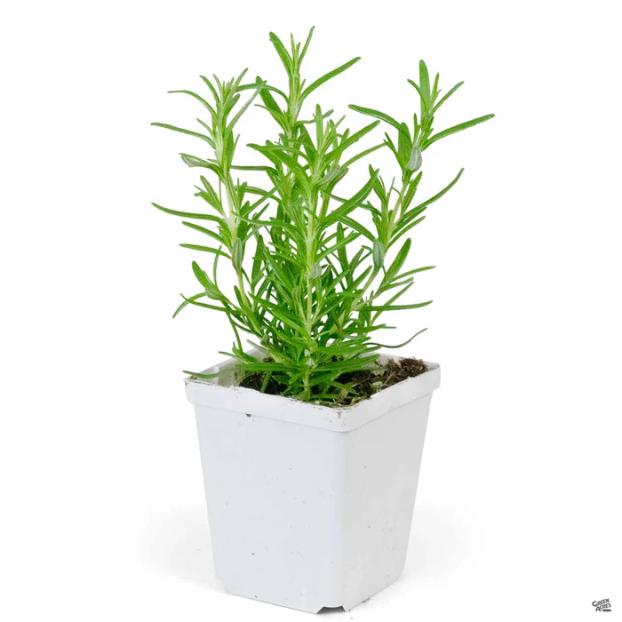 1690-rosemary-upright-2.webp Rosemary Upright