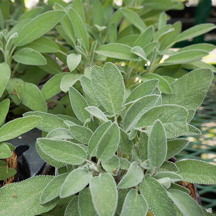 1691-sage-1.webp Sage