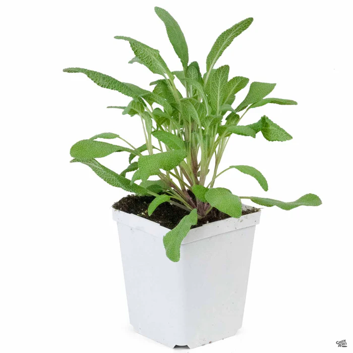 1691-sage-2.webp Sage
