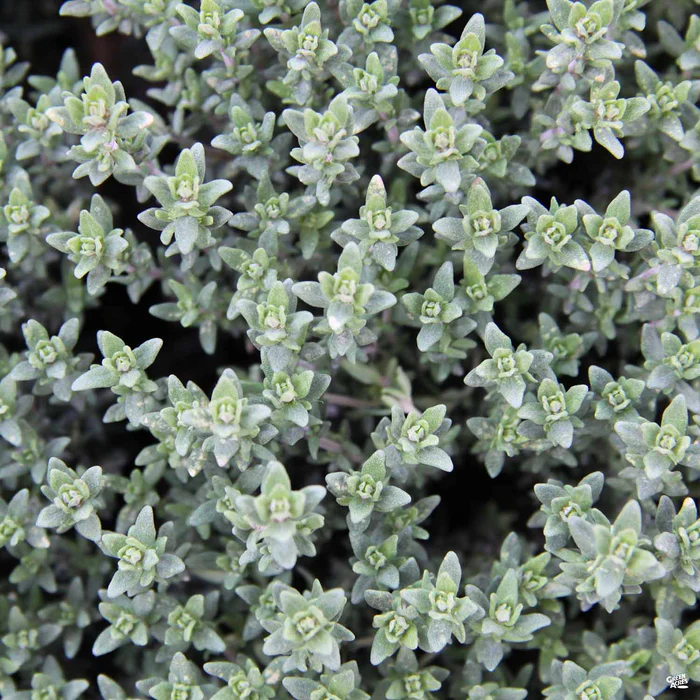 1692-thyme-1.webp Thyme