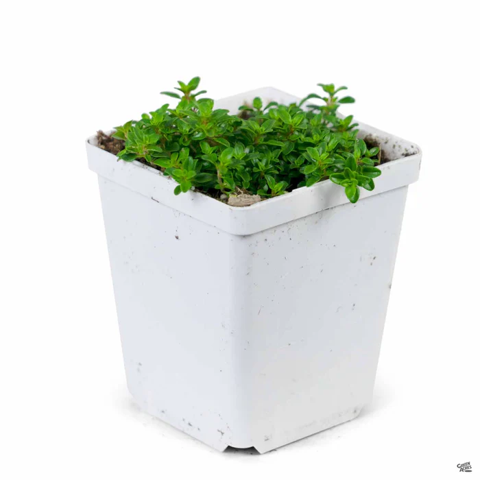 1692-thyme-2.webp Thyme