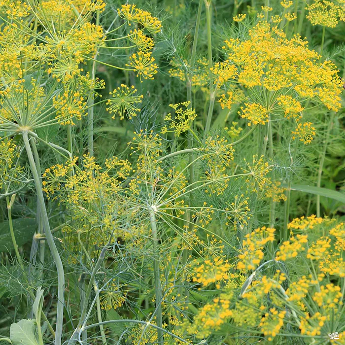 1693-dill-1.webp Dill