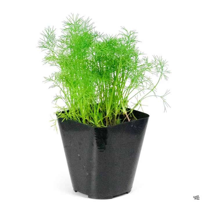 1693-dill-2.webp Dill