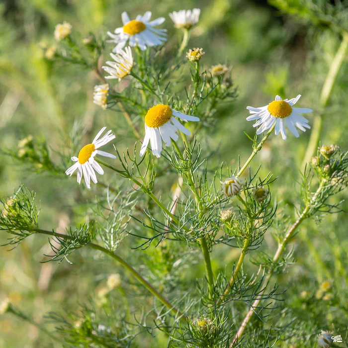 1696-chamomile-1.webp Chamomile