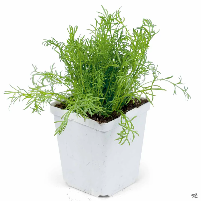 1696-chamomile-2.webp Chamomile