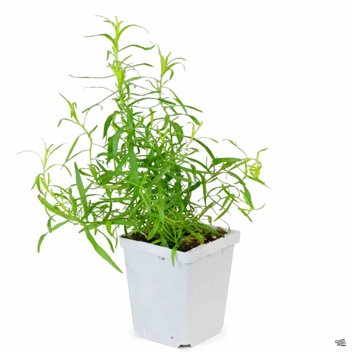 Tarragon