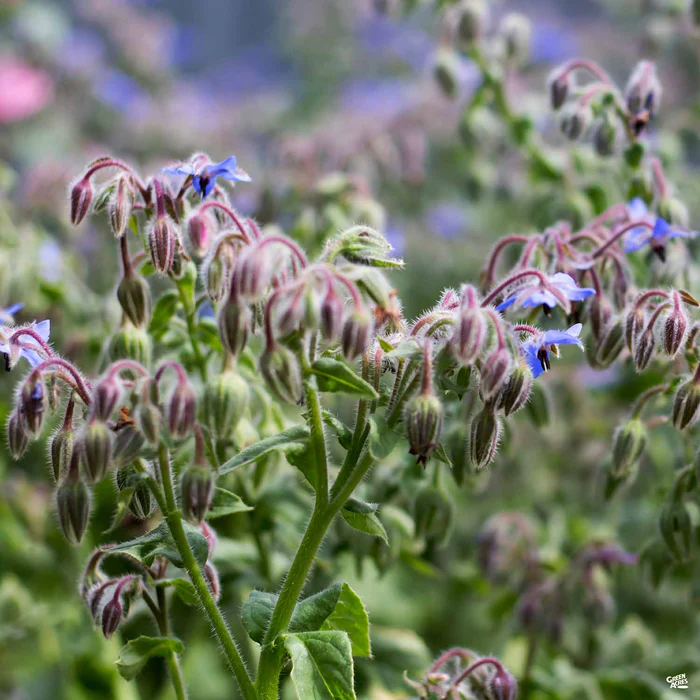 Borage