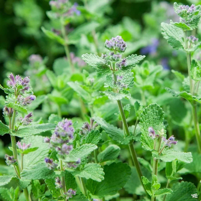 1699-catnip-1.webp Catnip