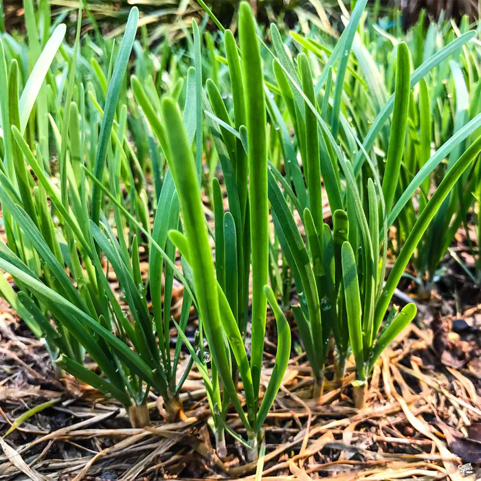 1700-chives-garlic-1.webp Chives 'Garlic'