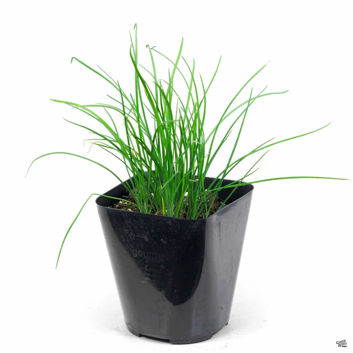 1700-chives-garlic-2.webp Chives 'Garlic'