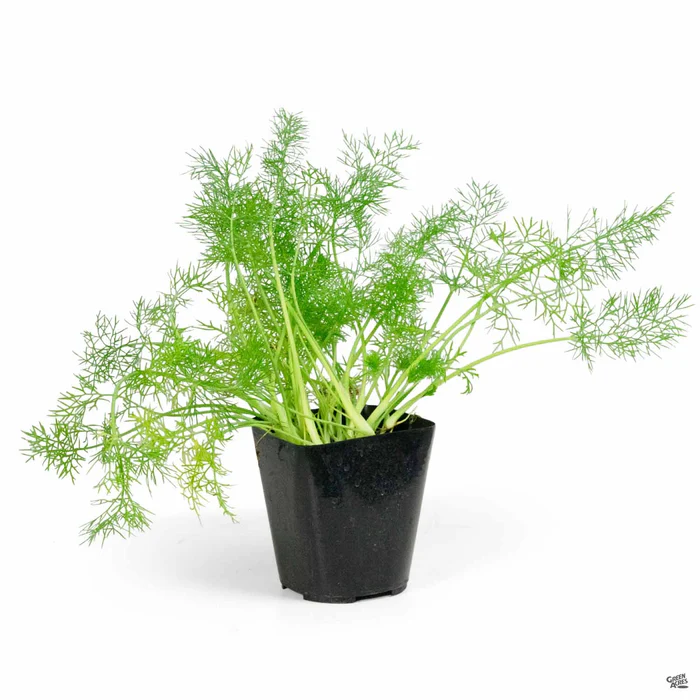 Fennel 'Green Leaf'