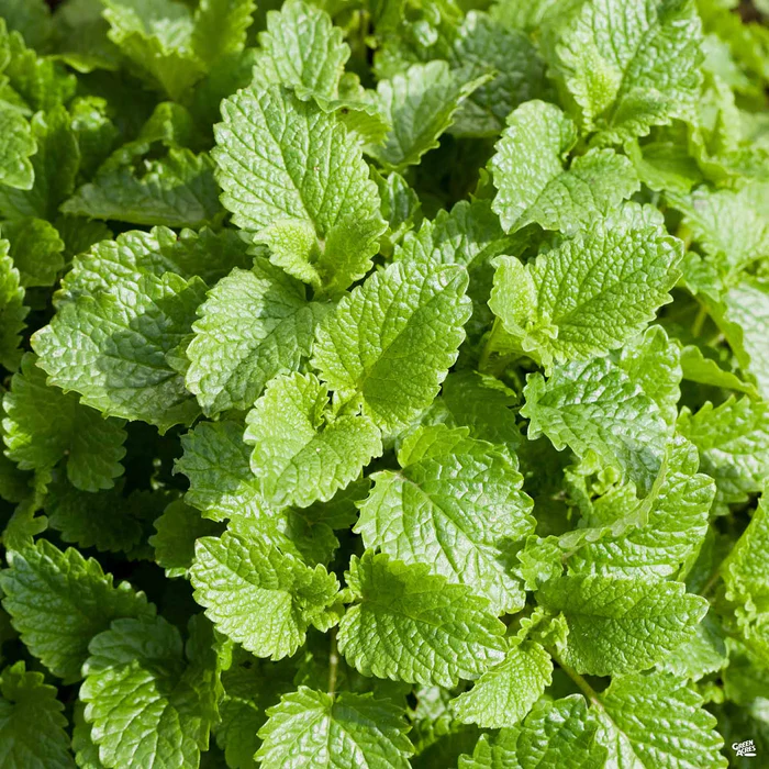 Lemon Balm