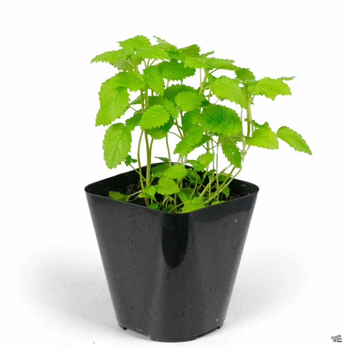Lemon Balm