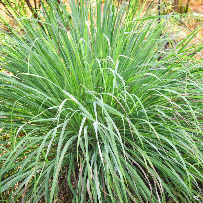 1704-lemongrass-1.webp Lemongrass