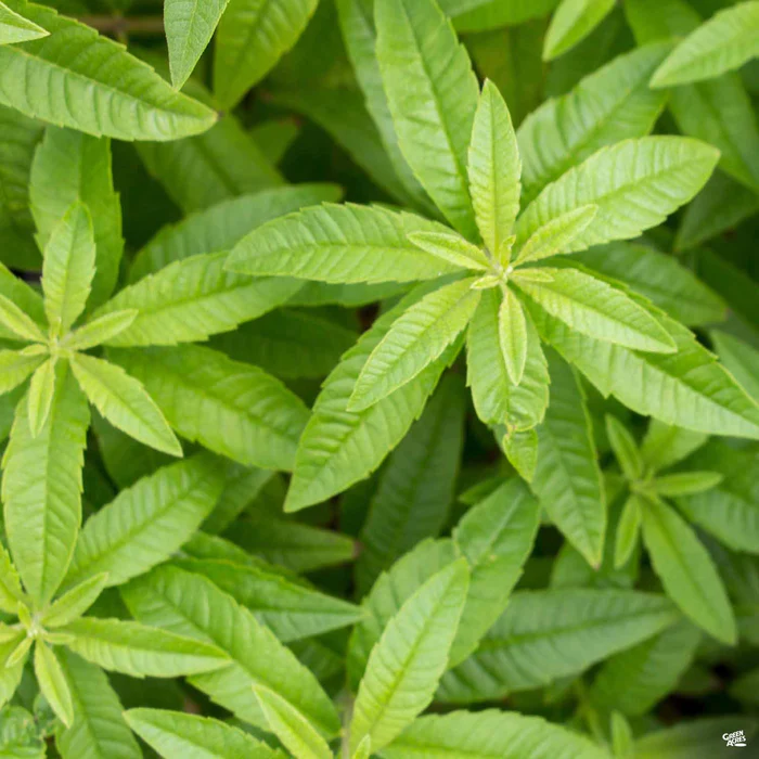 1708-lemon-verbena-1.webp Lemon Verbena