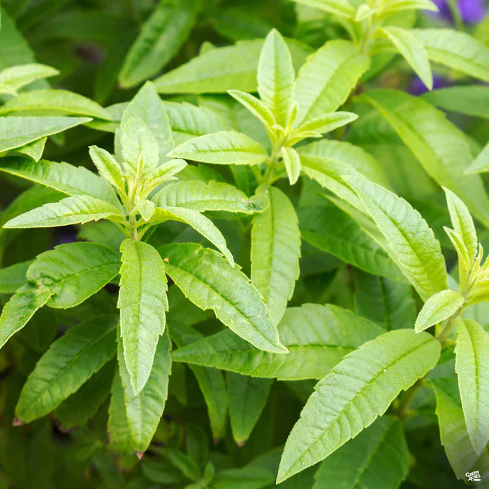 1708-lemon-verbena-2.webp Lemon Verbena