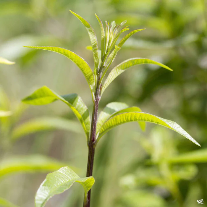 1708-lemon-verbena-3.webp Lemon Verbena