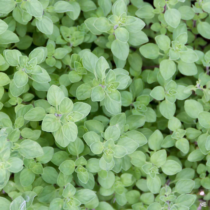 1709-oregano-greek-1.webp Oregano 'Greek'