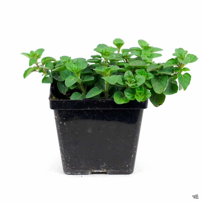 1709-oregano-greek-2.webp Oregano 'Greek'
