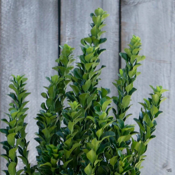 171-euonymus-green-spire-1.webp Euonymus 'Green Spire'