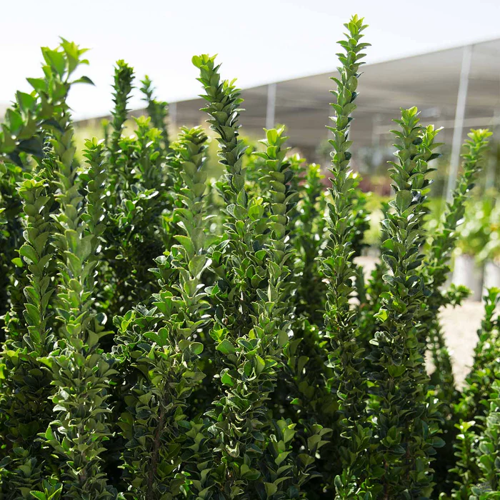 171-euonymus-green-spire-2.webp Euonymus 'Green Spire'