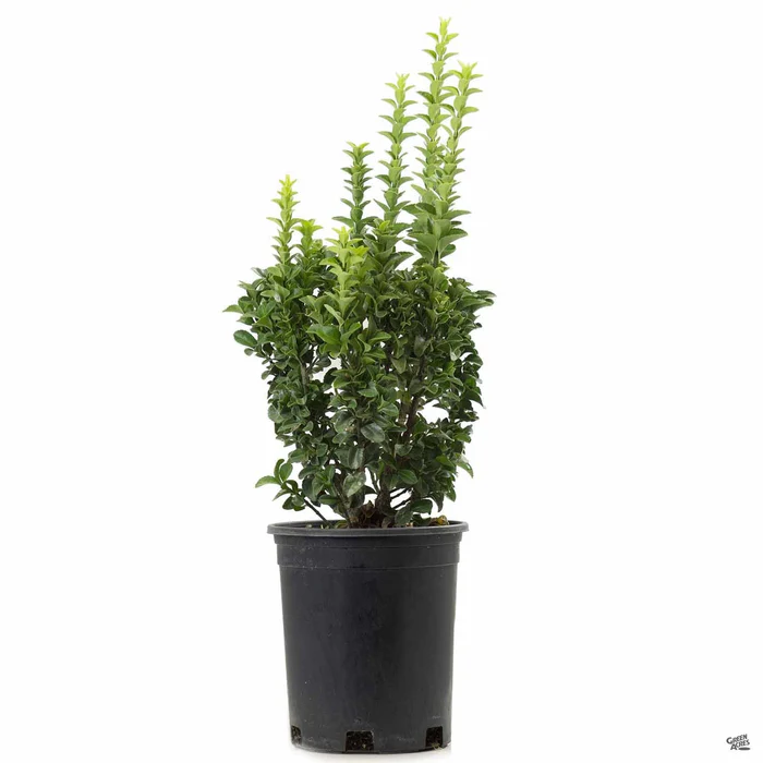 171-euonymus-green-spire-3.webp Euonymus 'Green Spire'