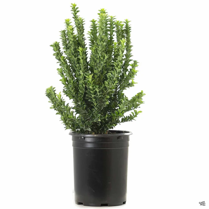 171-euonymus-green-spire-4.webp Euonymus 'Green Spire'