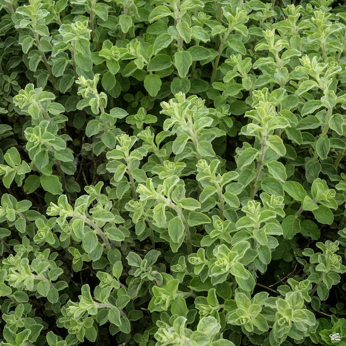 Oregano 'Hot n' Spicy'