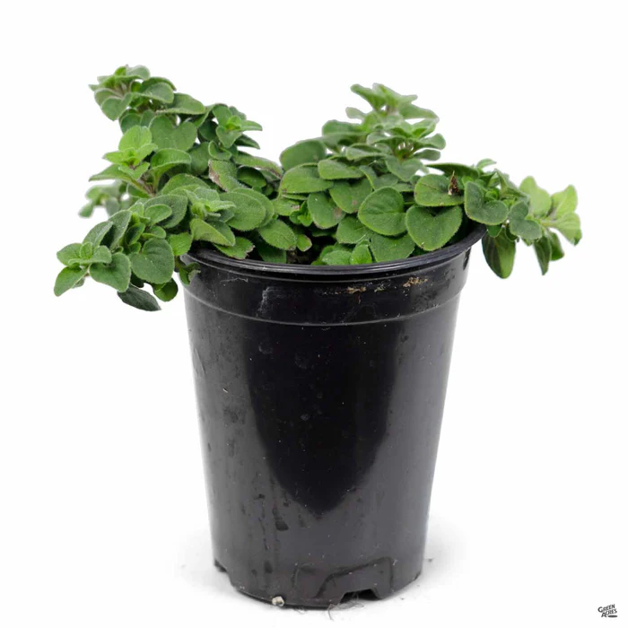 1712-oregano-hot-n-spicy-2.webp Oregano 'Hot n' Spicy'