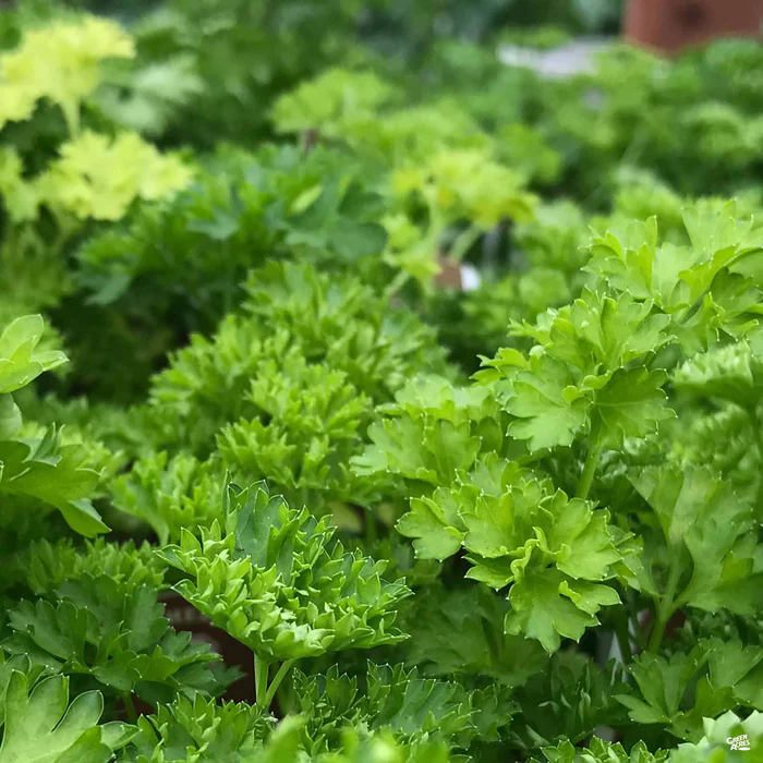 1713-parsley-curly-leaf-1.webp Parsley 'Curly Leaf'