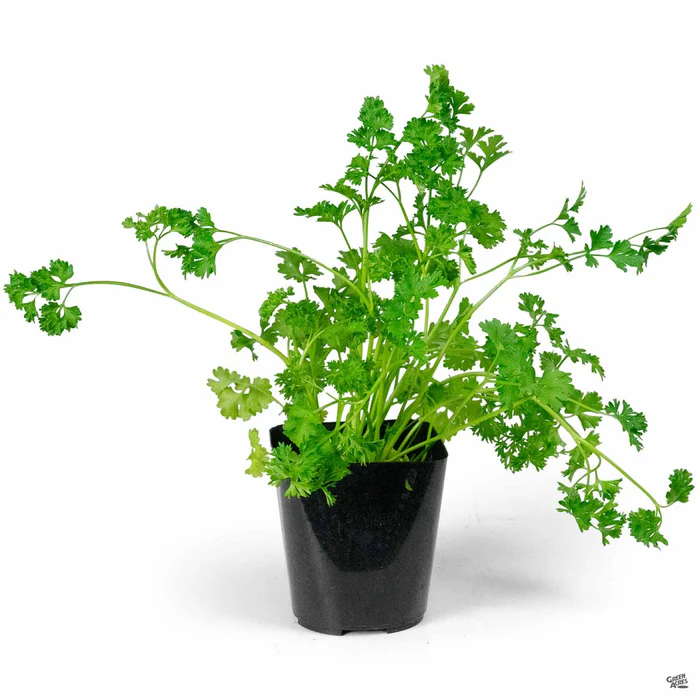 1713-parsley-curly-leaf-2.webp Parsley 'Curly Leaf'