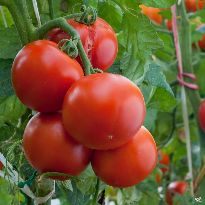 1722-tomato-ace-1.webp Tomato 'Ace'