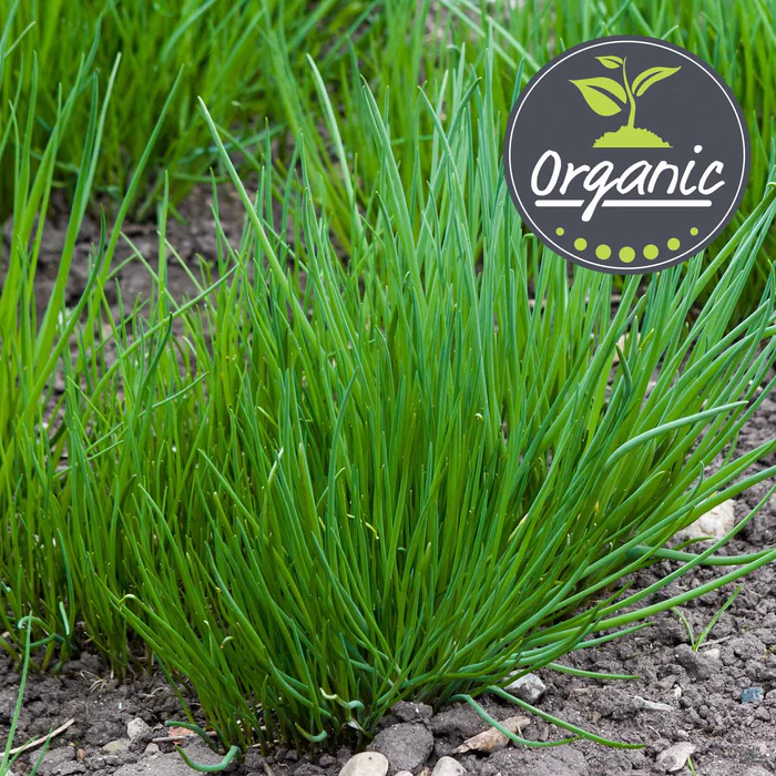 1727-chives-onion-organic-1.webp Chives 'Onion', Organic