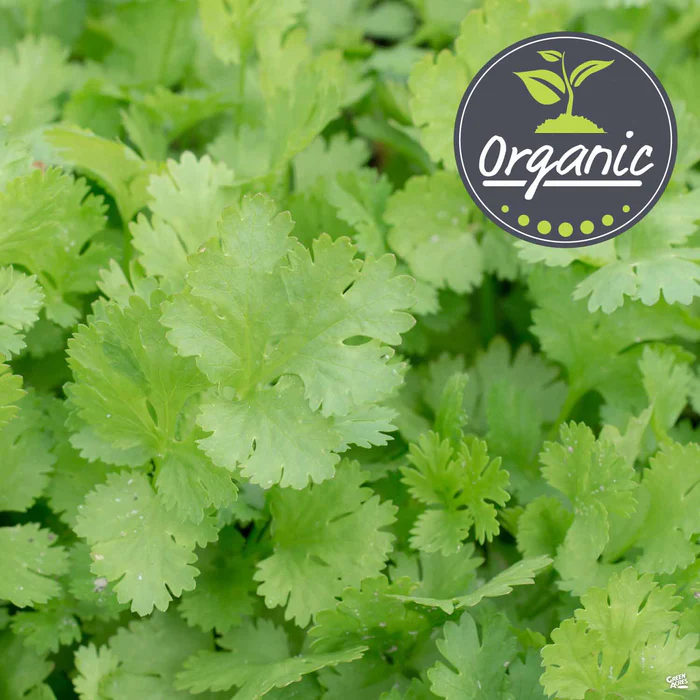 Cilantro/Coriander, Organic