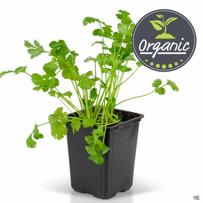 Cilantro/Coriander, Organic