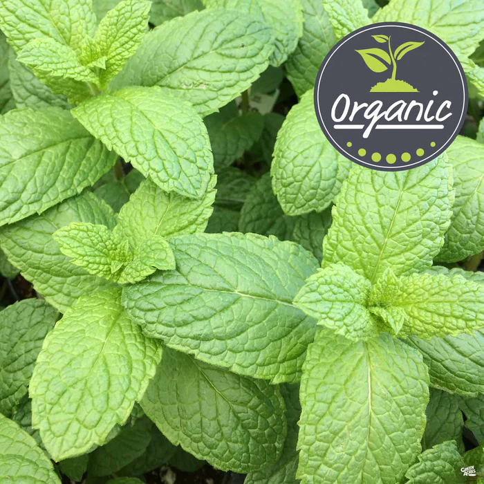 1733-mint-spearmint-organic-1.webp Mint 'Spearmint', Organic